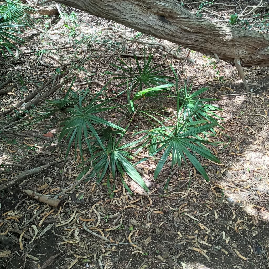 Botanical specimen of Copernicia Tectorum.
