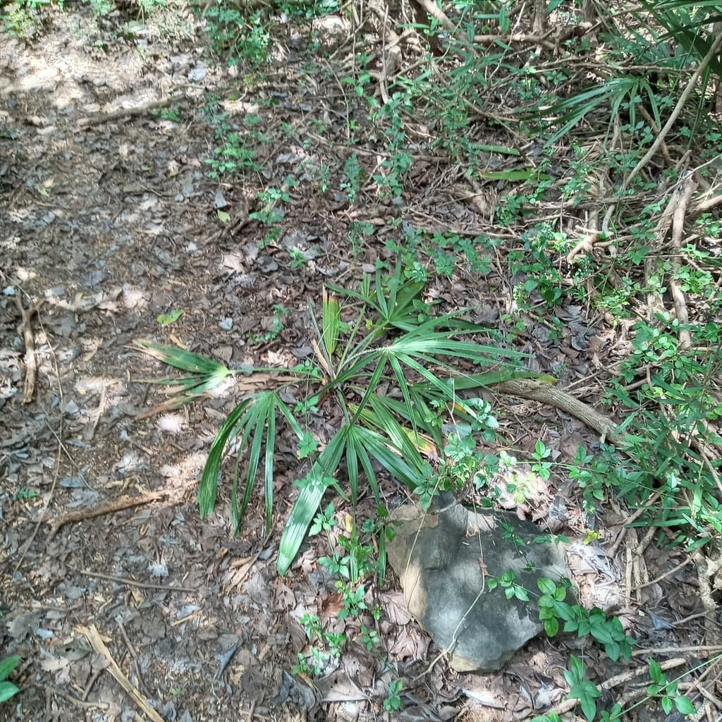 Botanical specimen of Copernicia Tectorum.