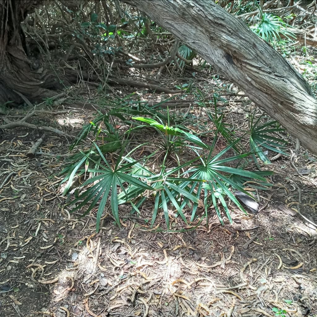 Botanical specimen of Copernicia Tectorum.