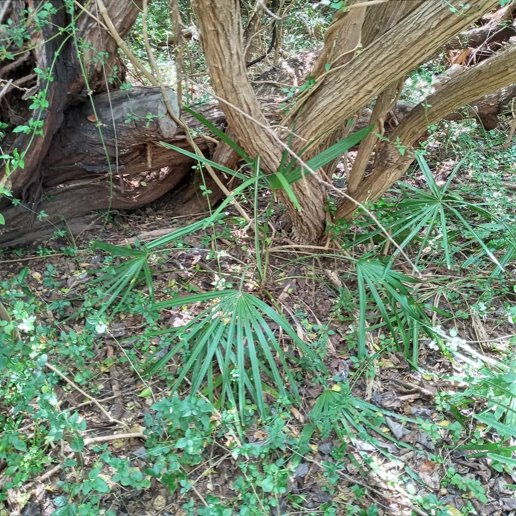 Botanical specimen of Copernicia Tectorum.