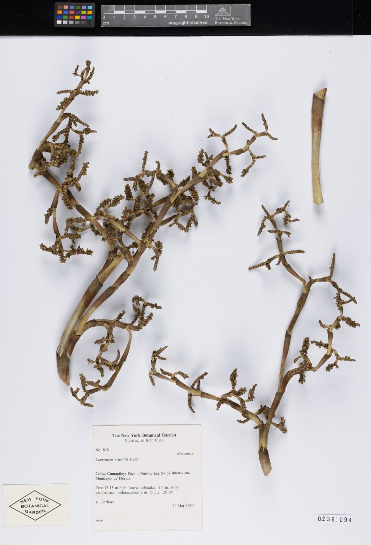 Botanical specimen of Copernicia Textilis.