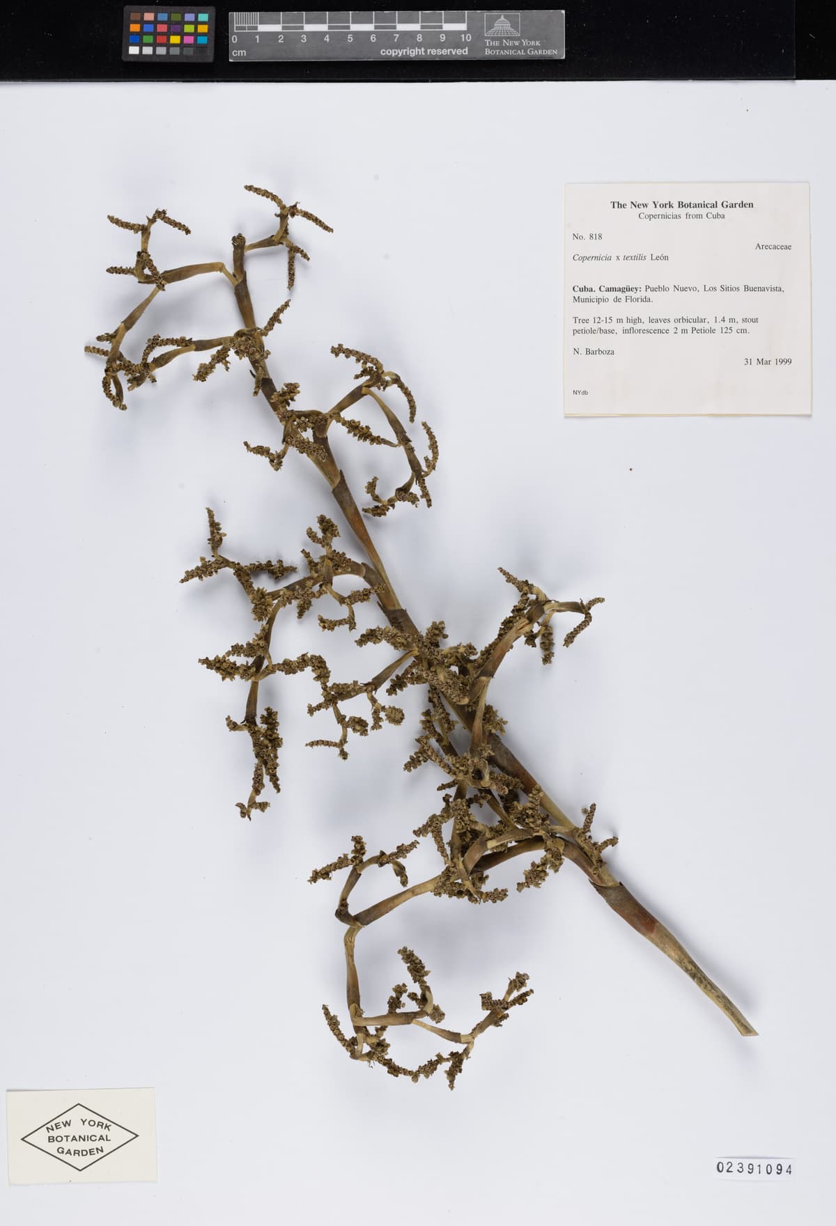 Botanical specimen of Copernicia Textilis.