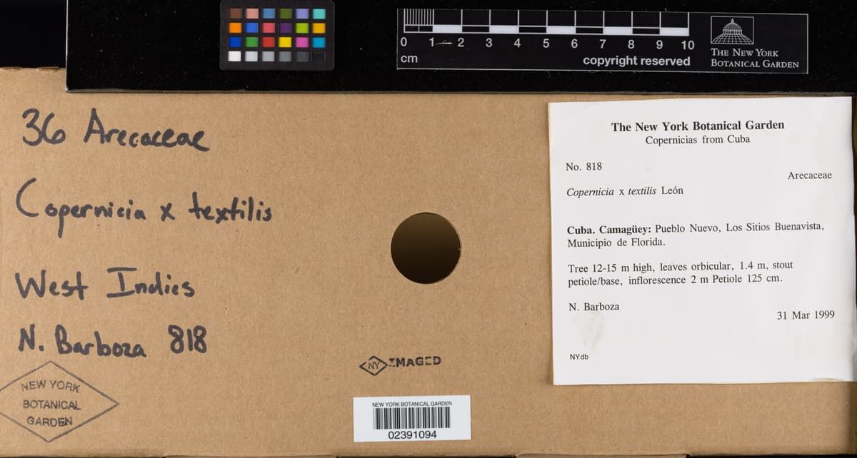 Botanical specimen of Copernicia Textilis.