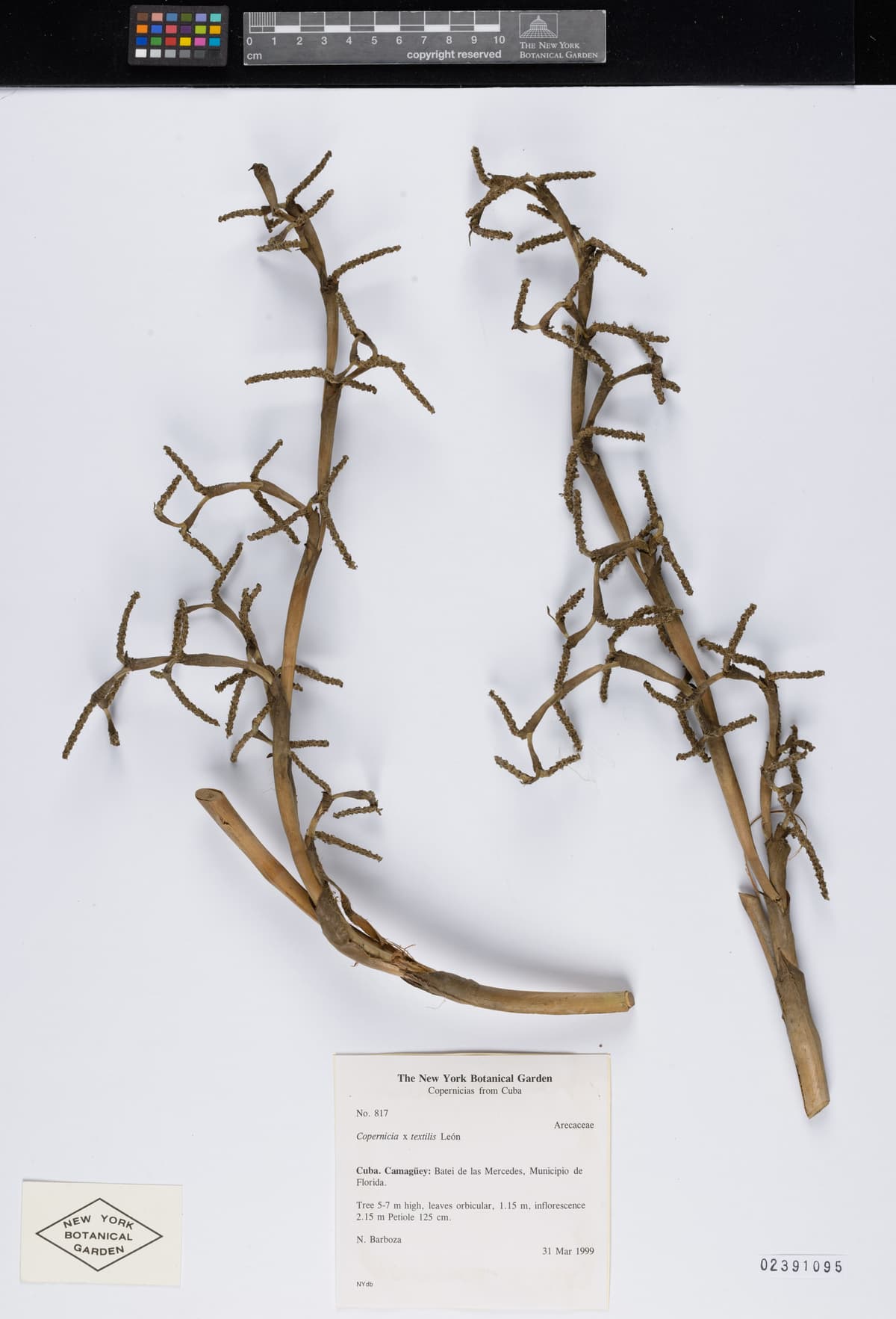 Botanical specimen of Copernicia Textilis.