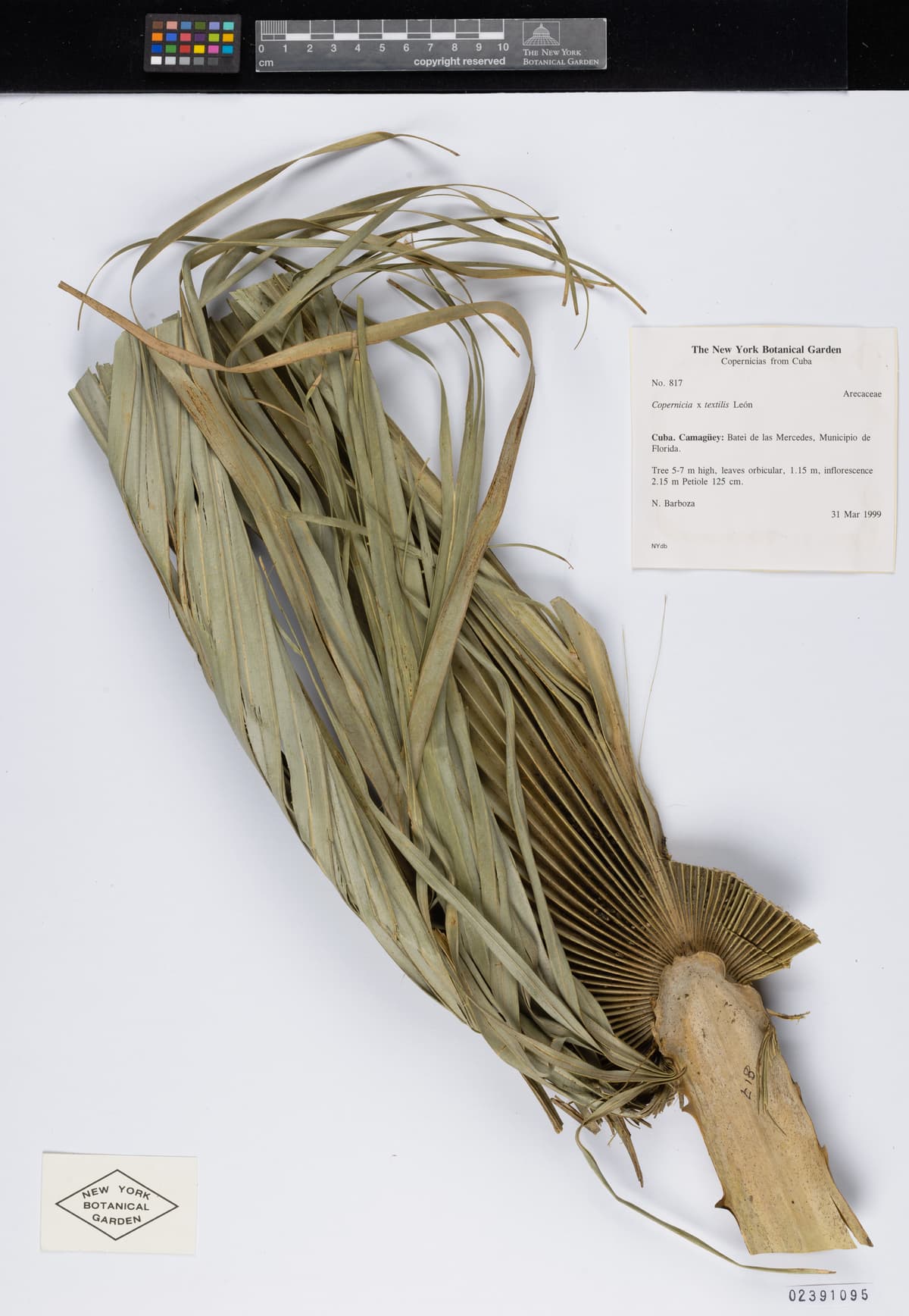 Botanical specimen of Copernicia Textilis.