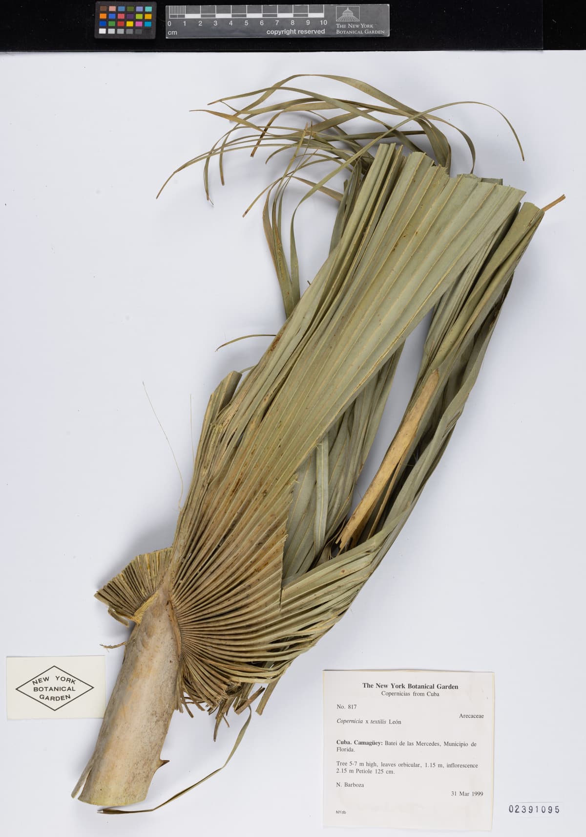 Botanical specimen of Copernicia Textilis.