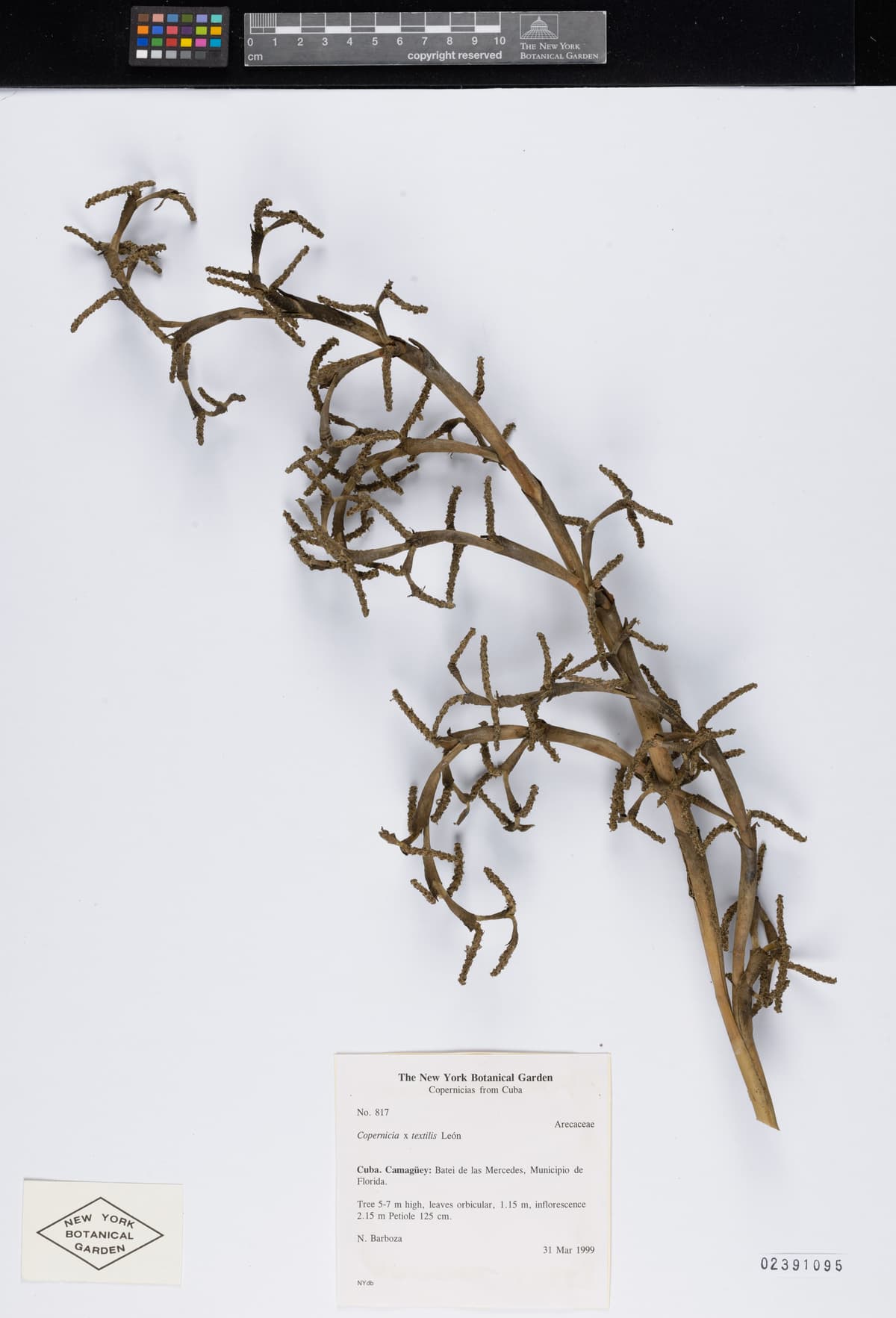 Botanical specimen of Copernicia Textilis.