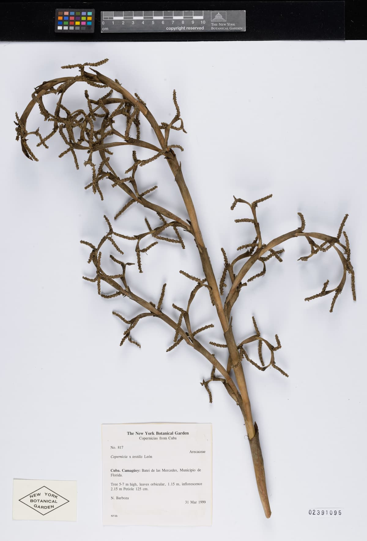 Botanical specimen of Copernicia Textilis.