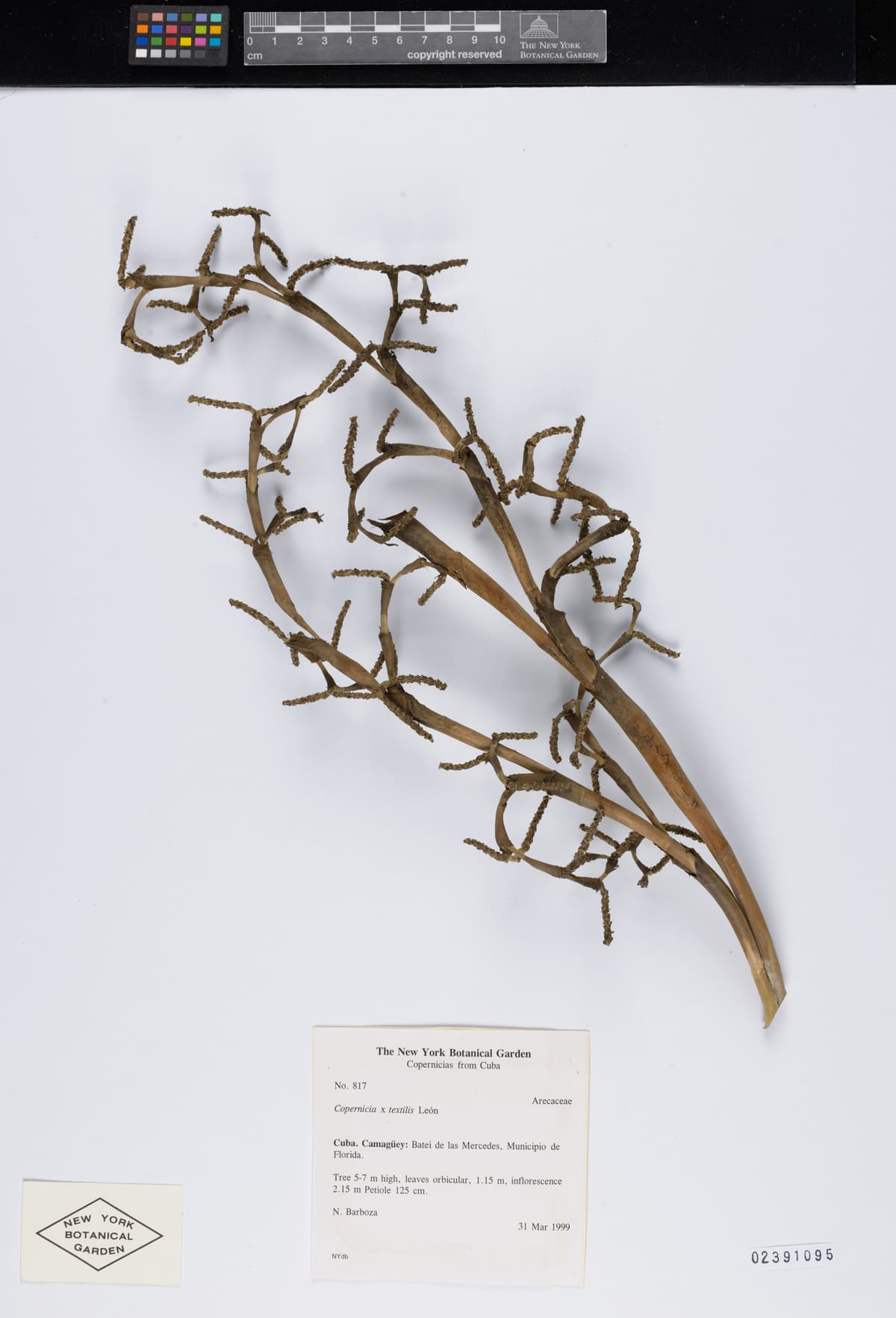 Botanical specimen of Copernicia Textilis.