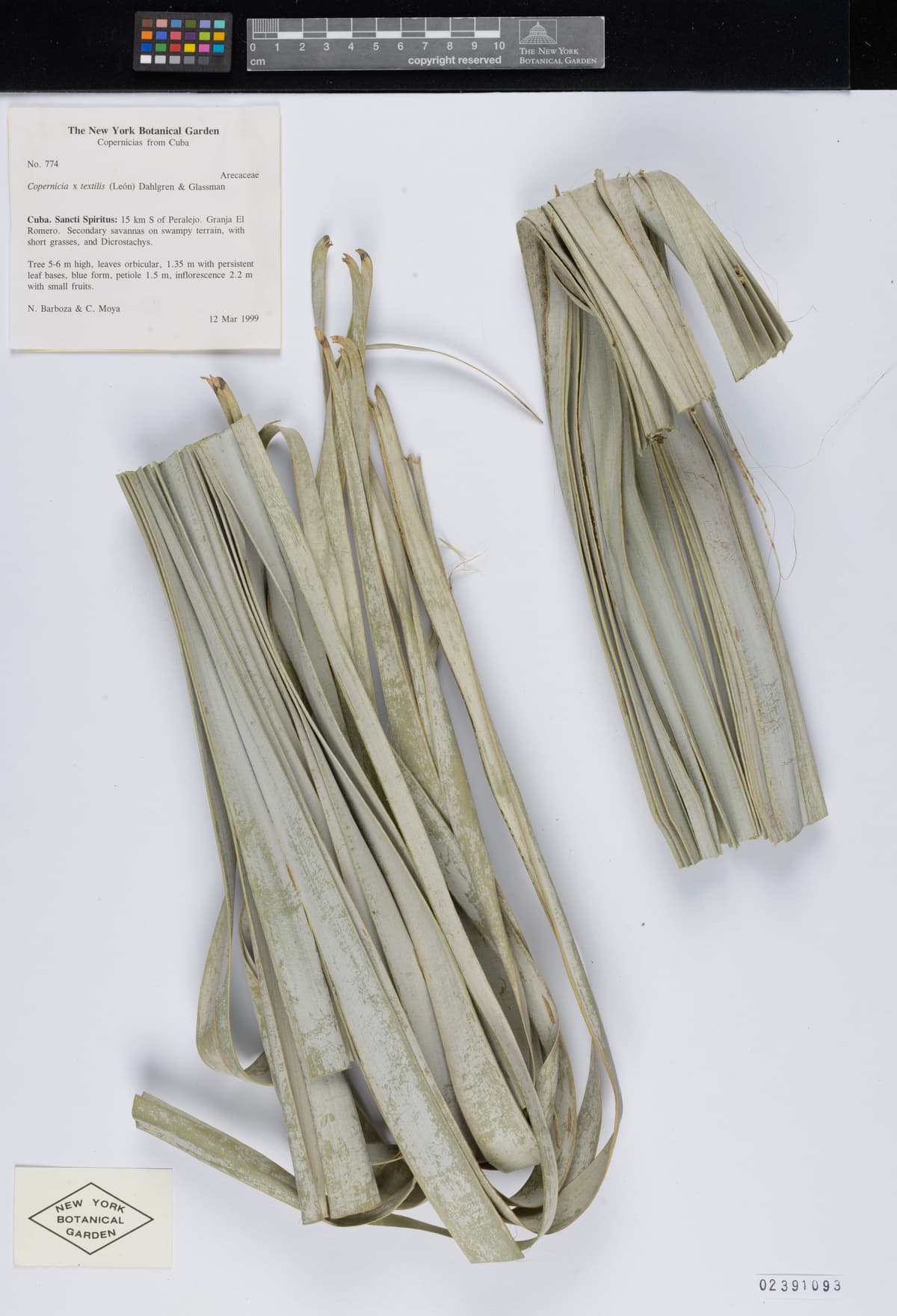 Botanical specimen of Copernicia Textilis.