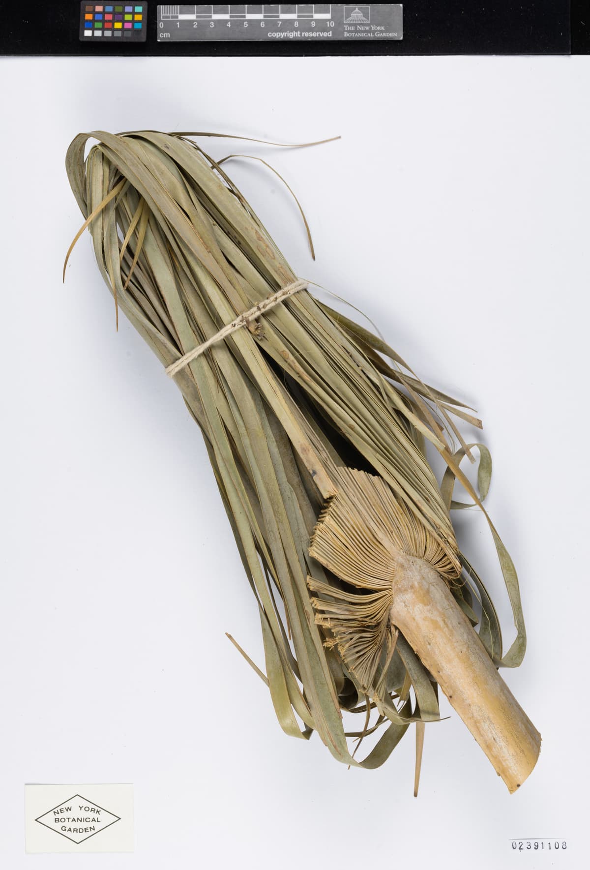 Botanical specimen of Copernicia Textilis.