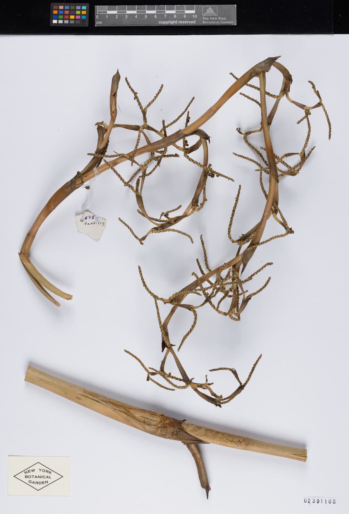 Botanical specimen of Copernicia Textilis.