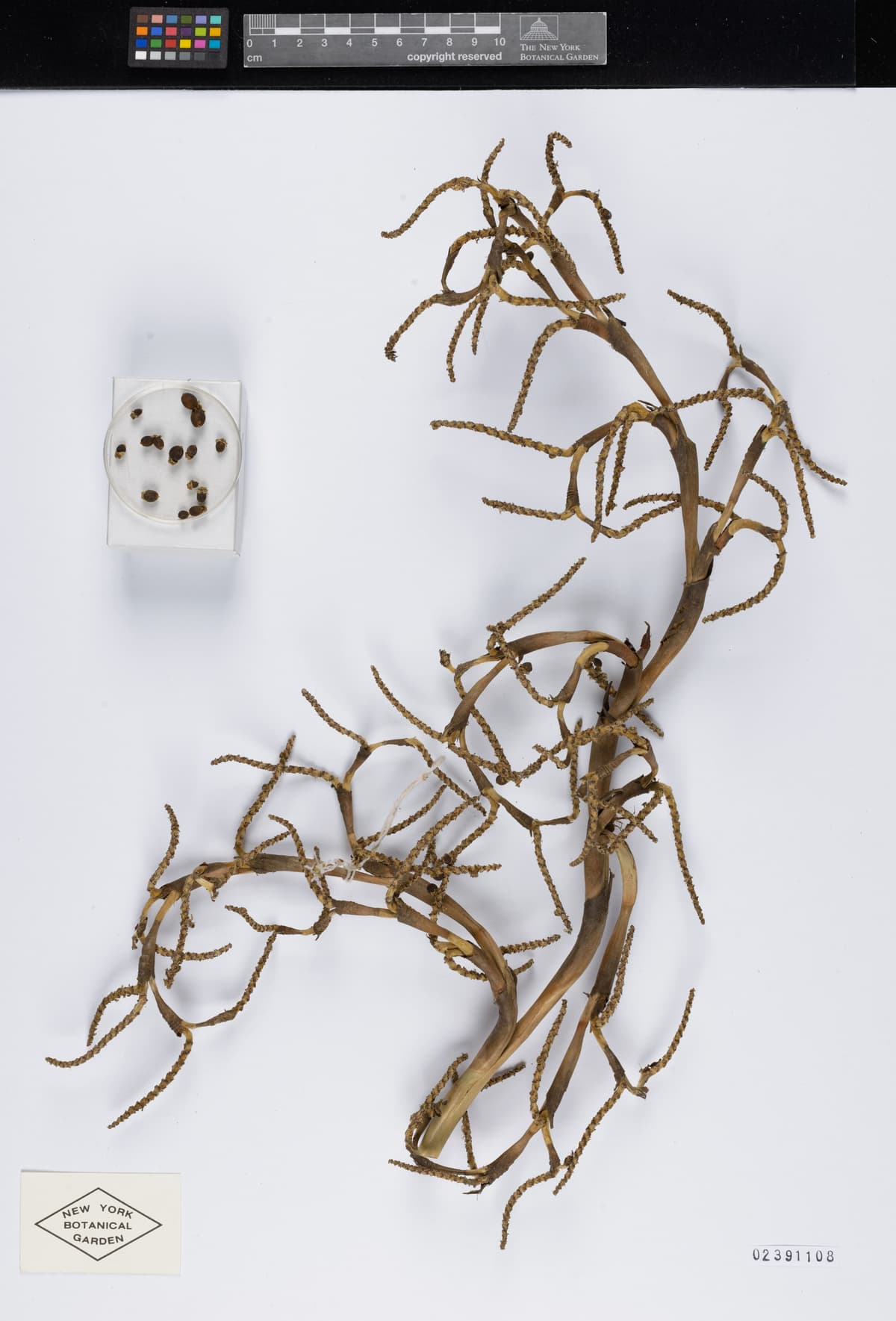 Botanical specimen of Copernicia Textilis.