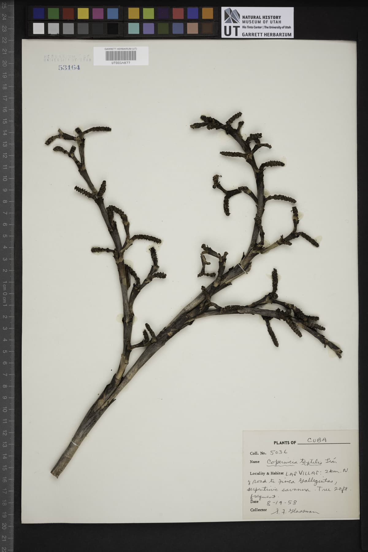Botanical specimen of Copernicia Textilis.