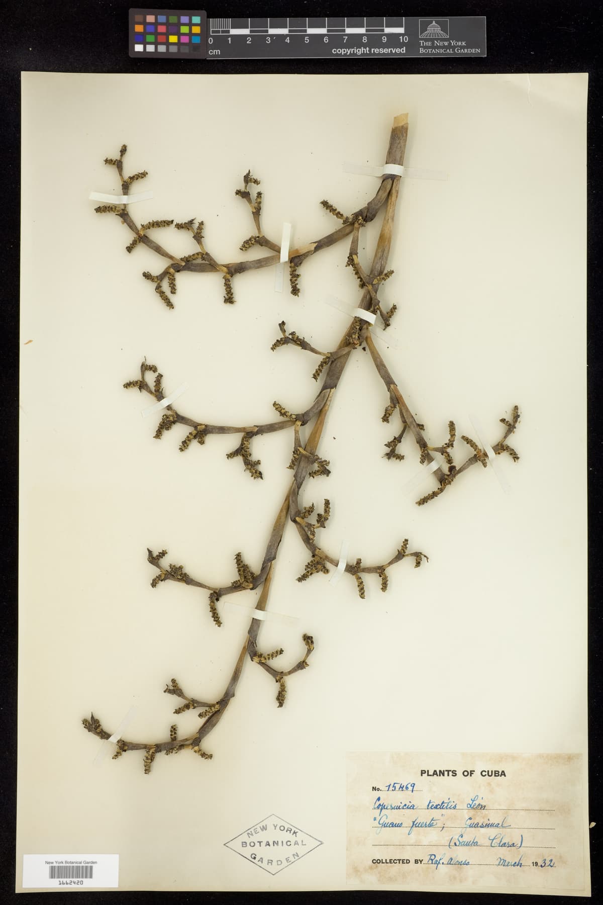Botanical specimen of Copernicia Textilis.