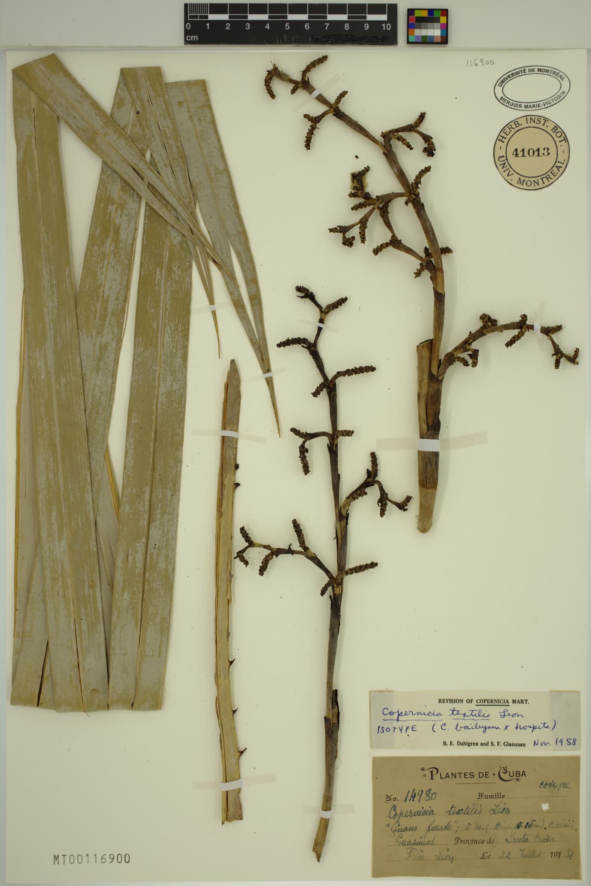 Botanical specimen of Copernicia Textilis.