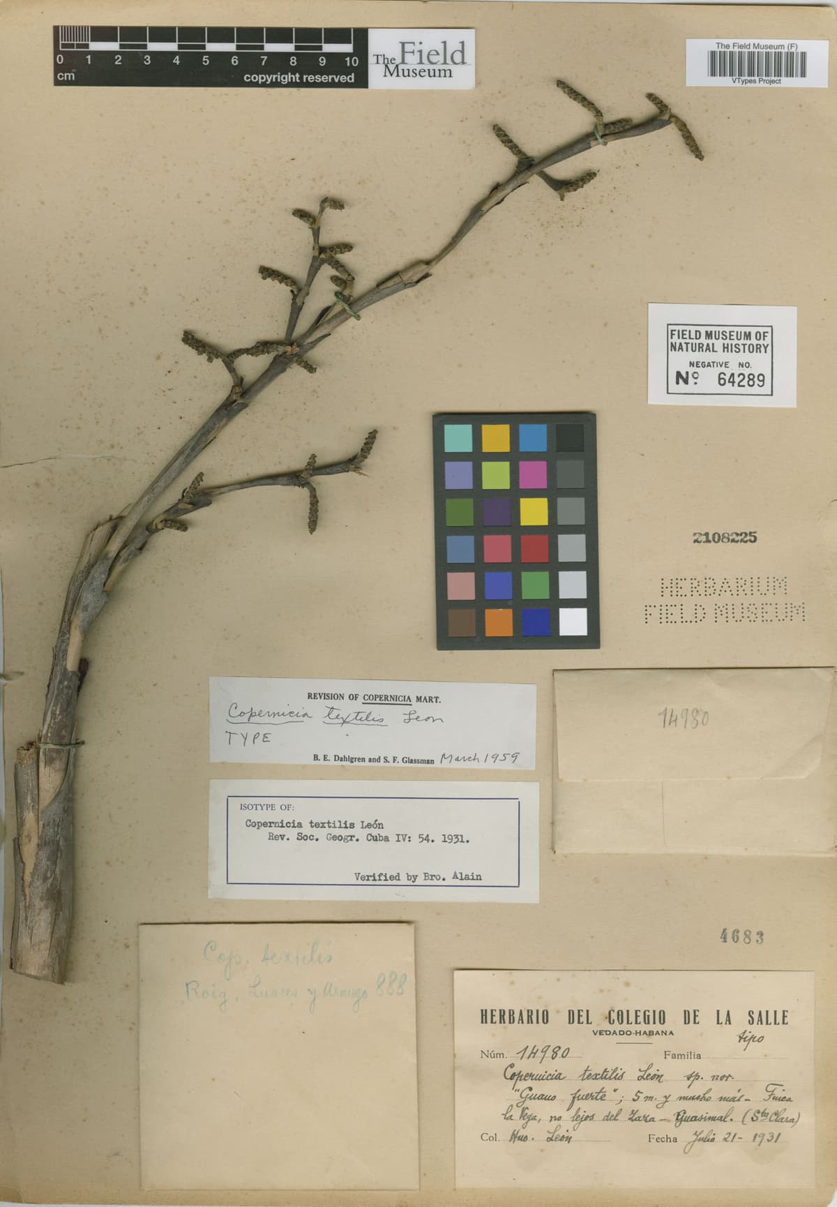 Botanical specimen of Copernicia Textilis.