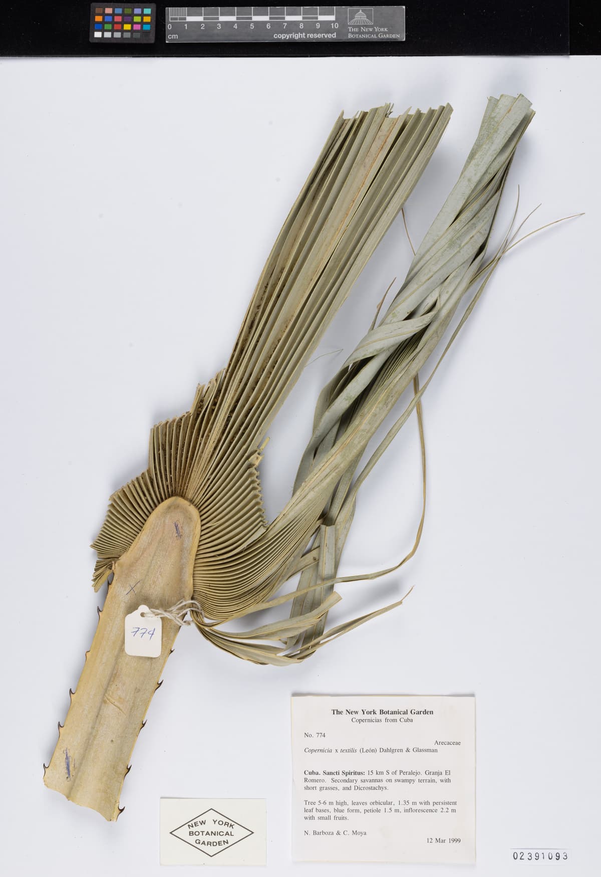 Botanical specimen of Copernicia Textilis.
