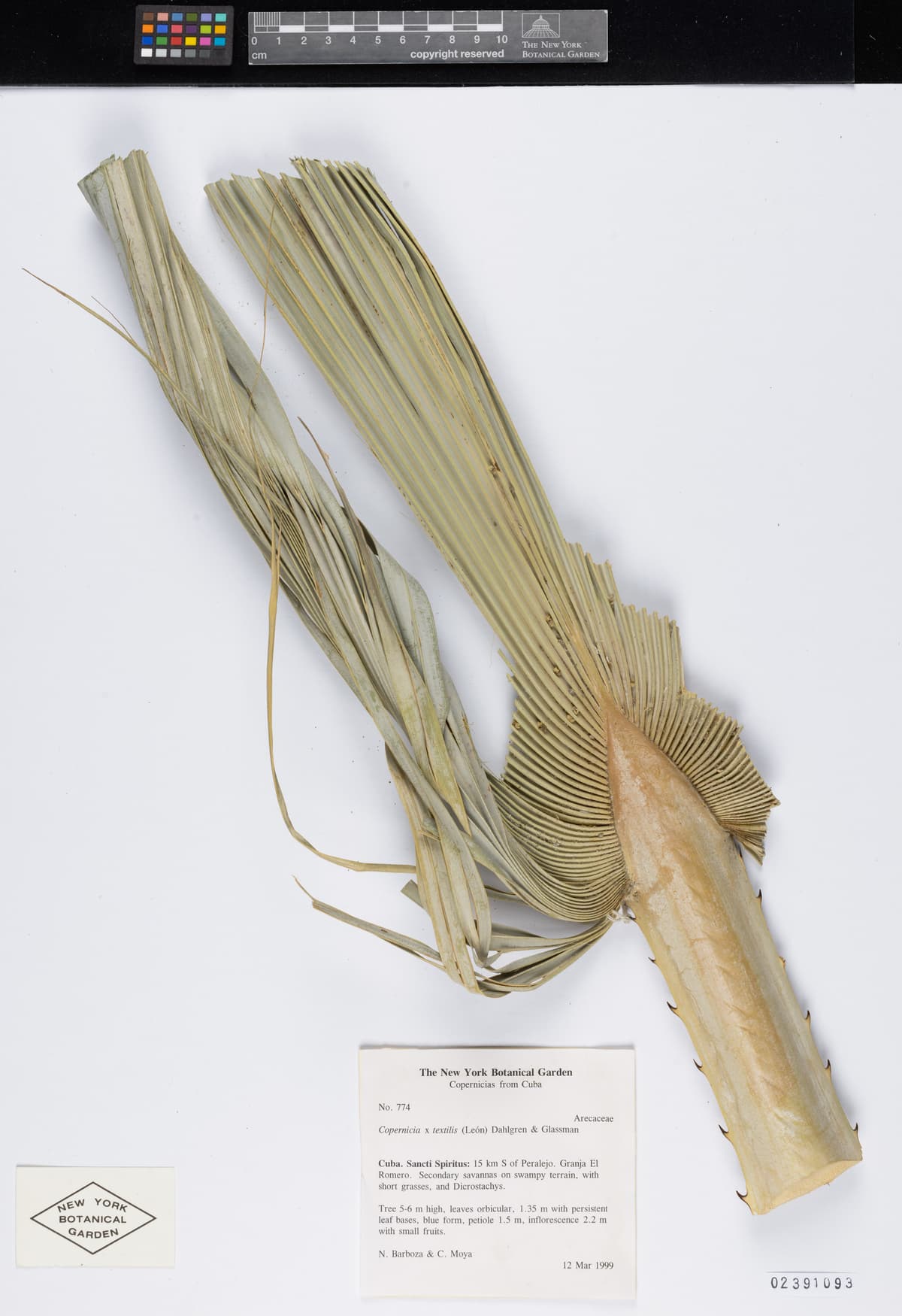 Botanical specimen of Copernicia Textilis.