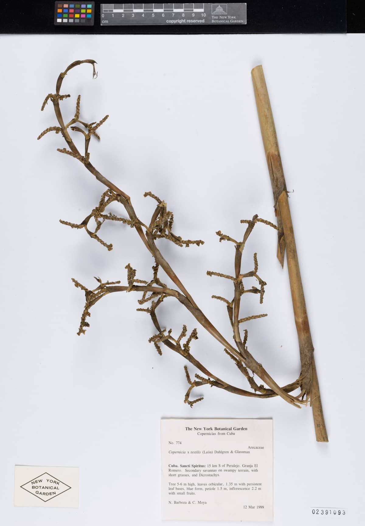 Botanical specimen of Copernicia Textilis.