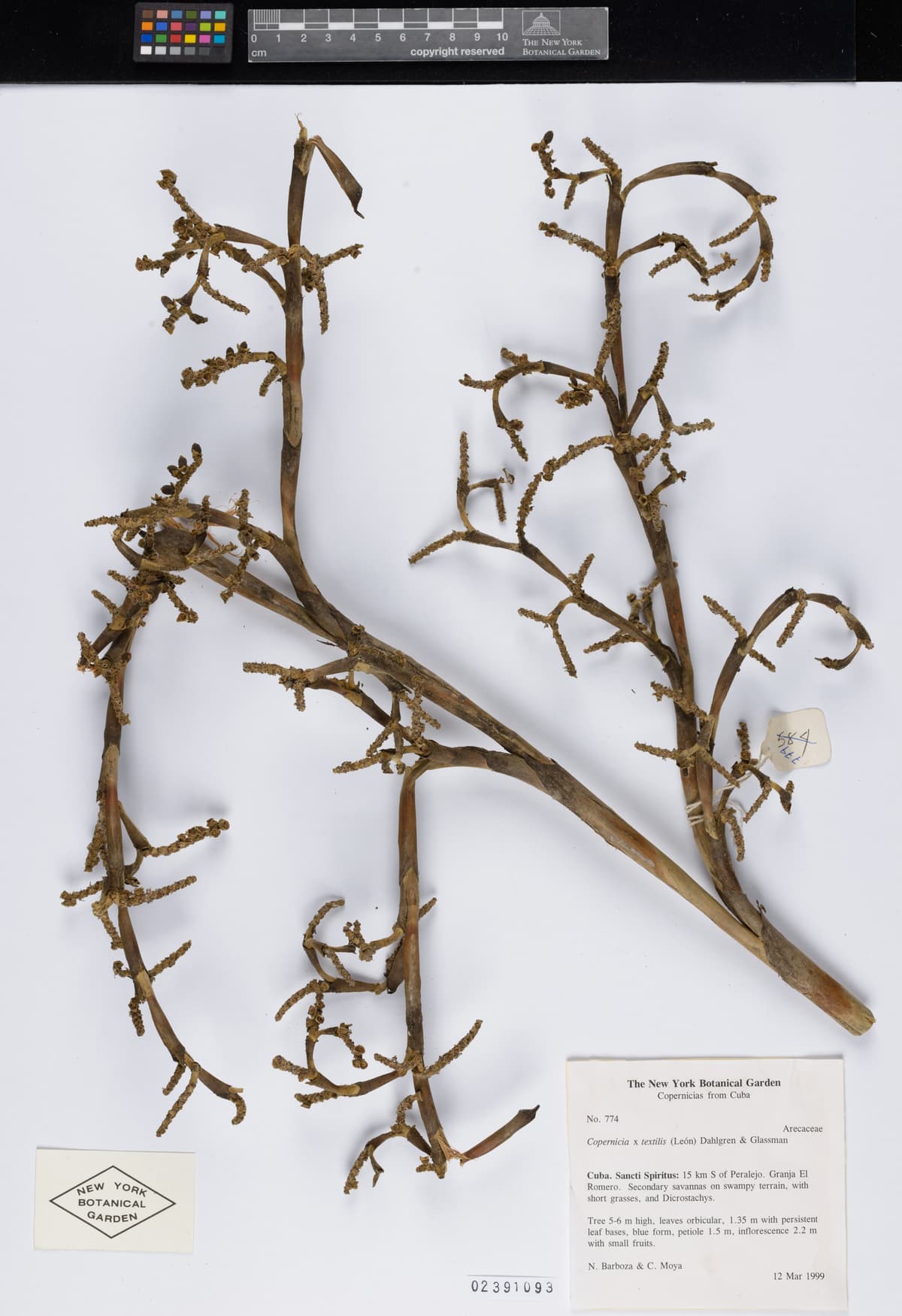 Botanical specimen of Copernicia Textilis.