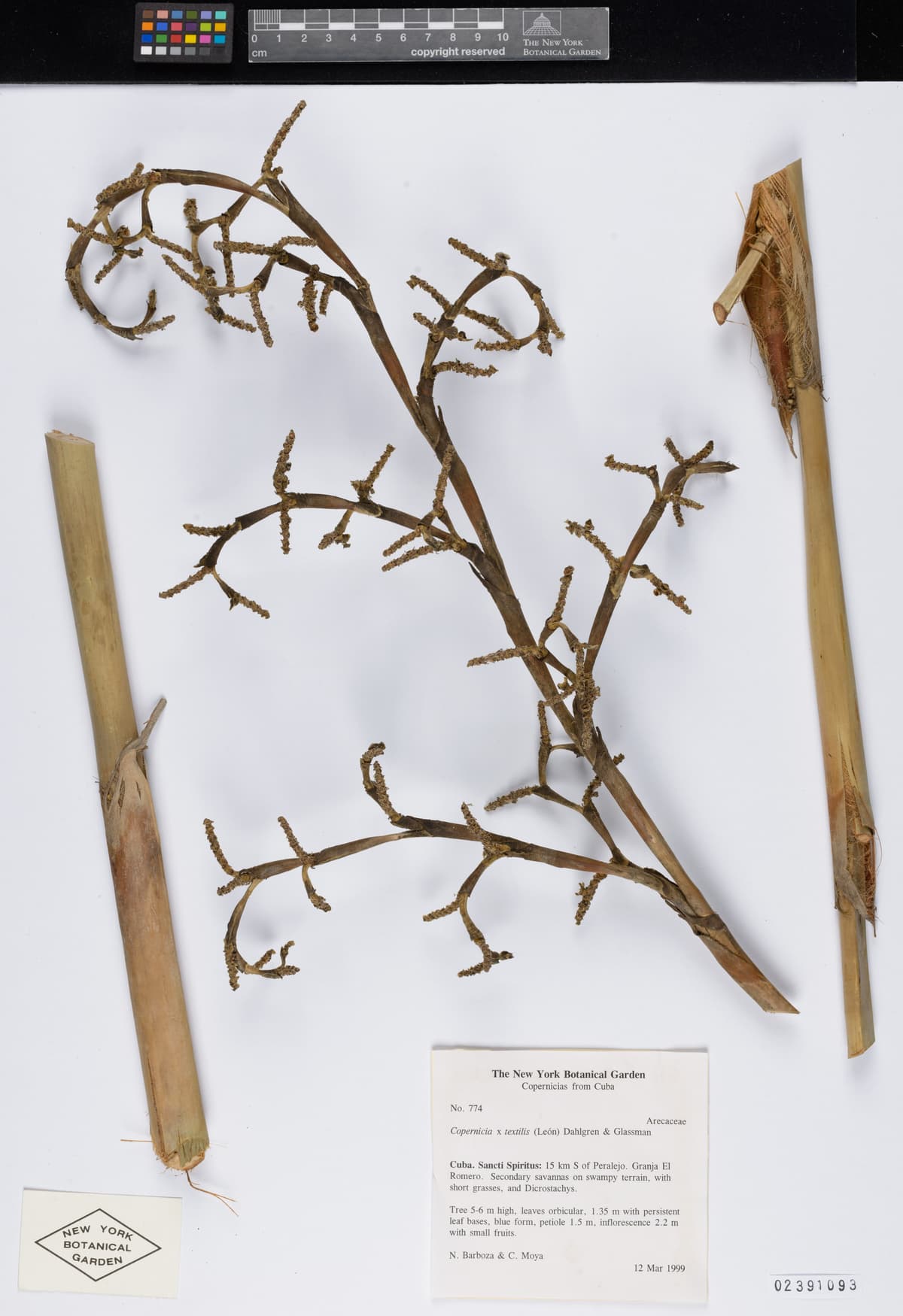Botanical specimen of Copernicia Textilis.