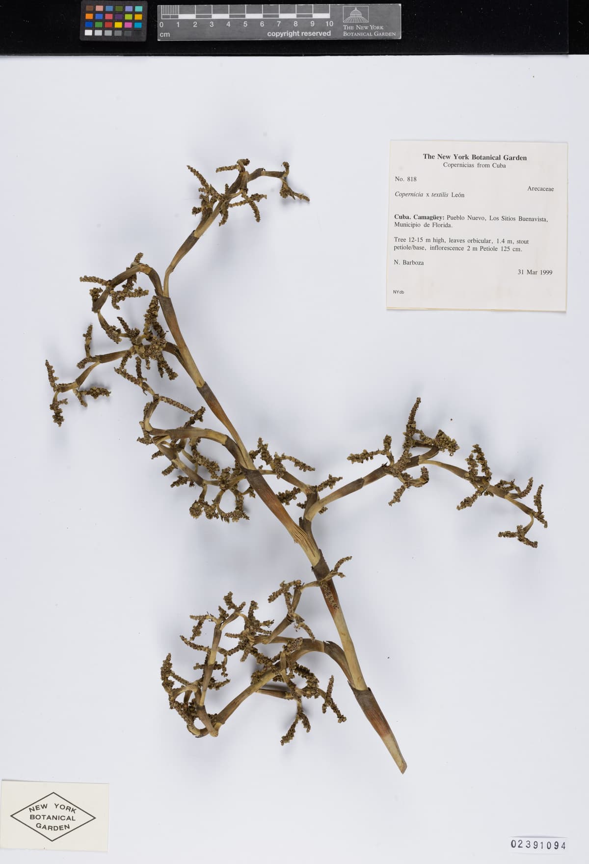 Botanical specimen of Copernicia Textilis.