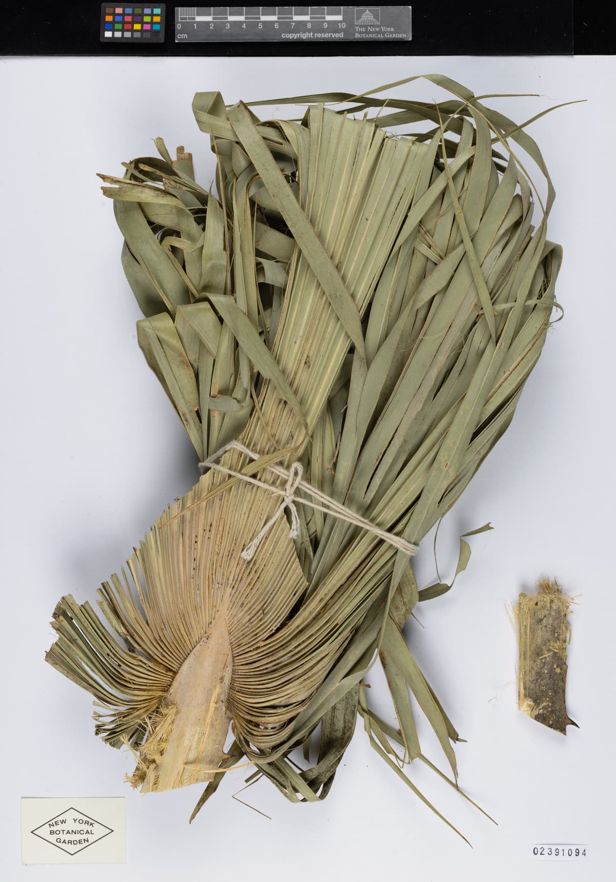 Botanical specimen of Copernicia Textilis.