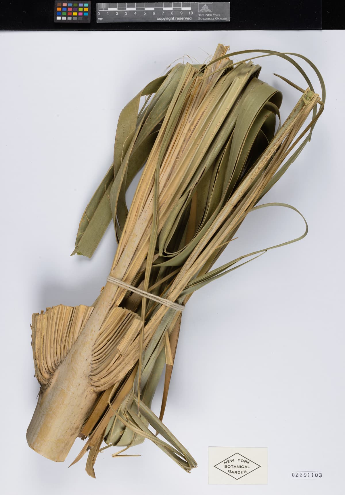 Botanical specimen of Copernicia Vespertilionum.