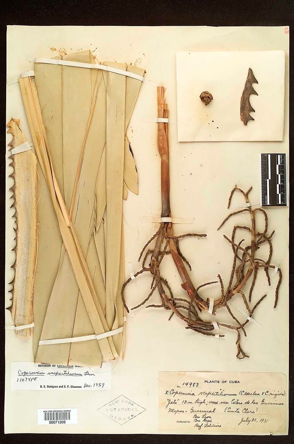 Botanical specimen of Copernicia Vespertilionum.