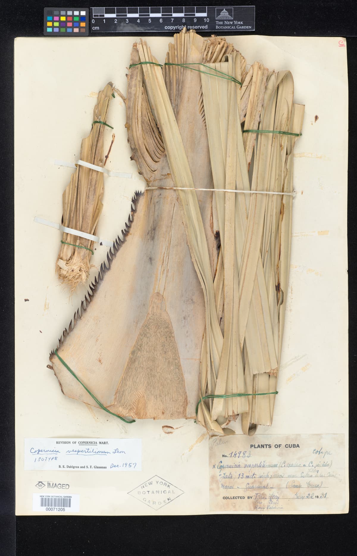 Botanical specimen of Copernicia Vespertilionum.