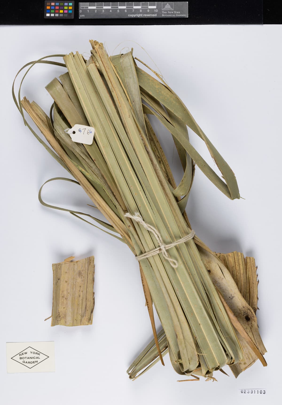 Botanical specimen of Copernicia Vespertilionum.