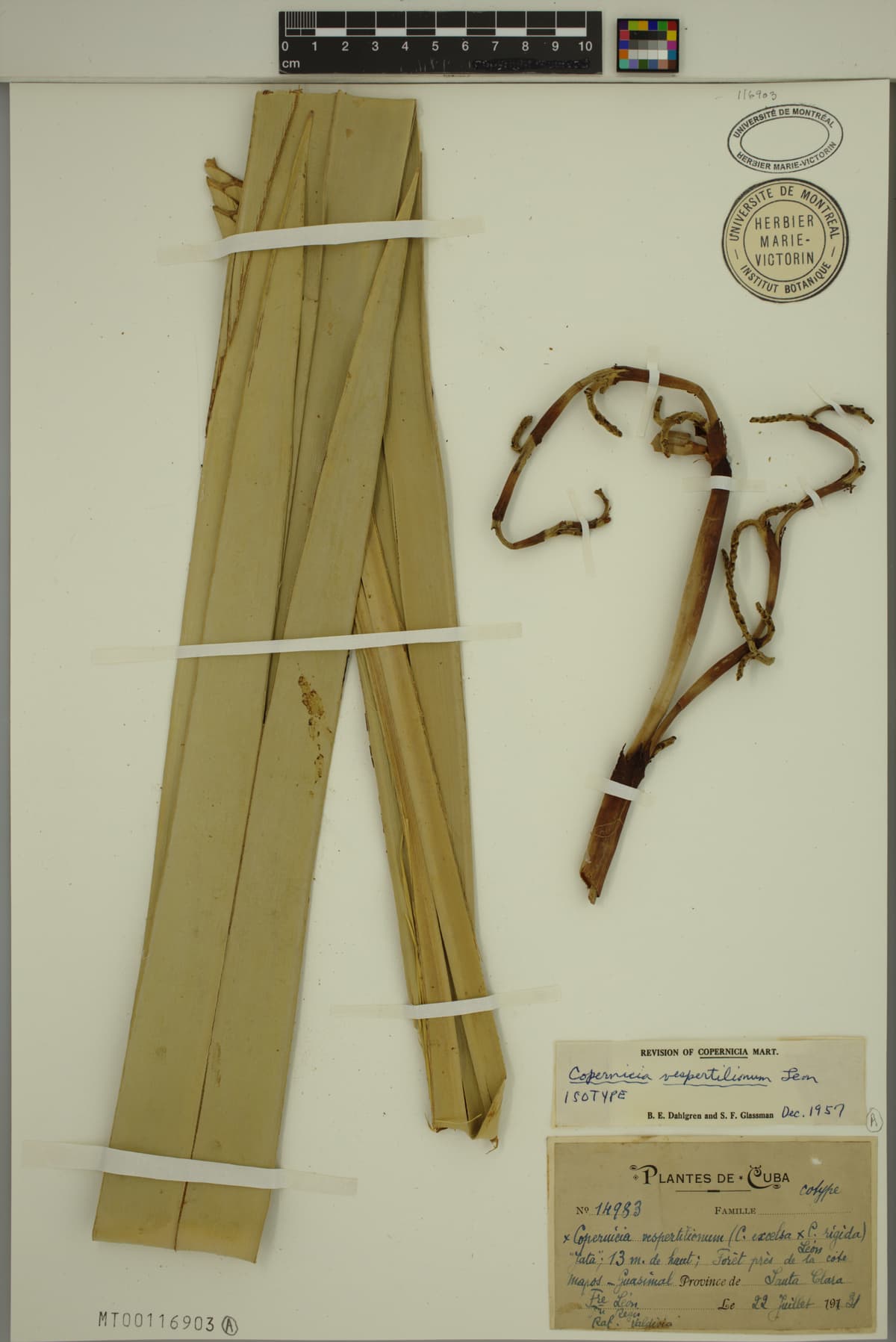 Botanical specimen of Copernicia Vespertilionum.