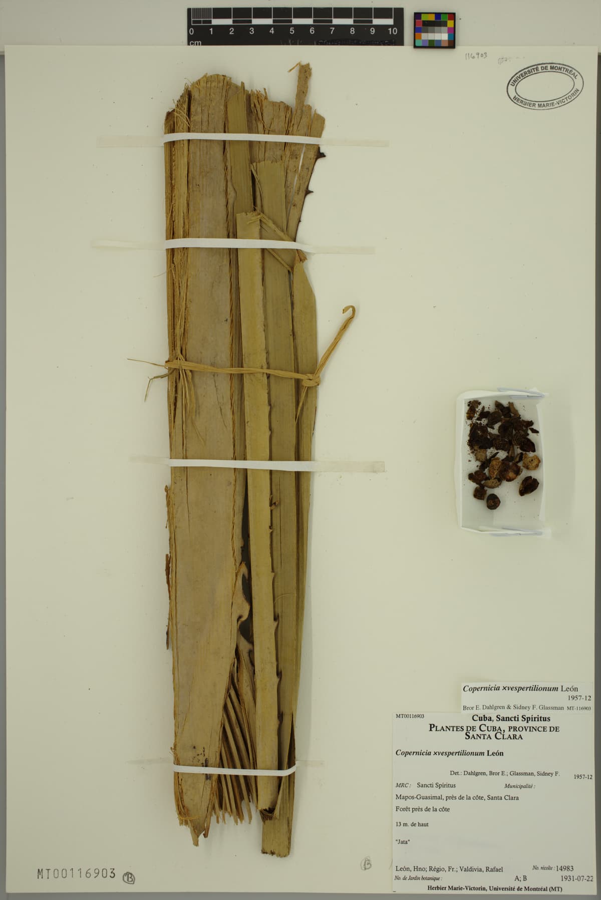 Botanical specimen of Copernicia Vespertilionum.