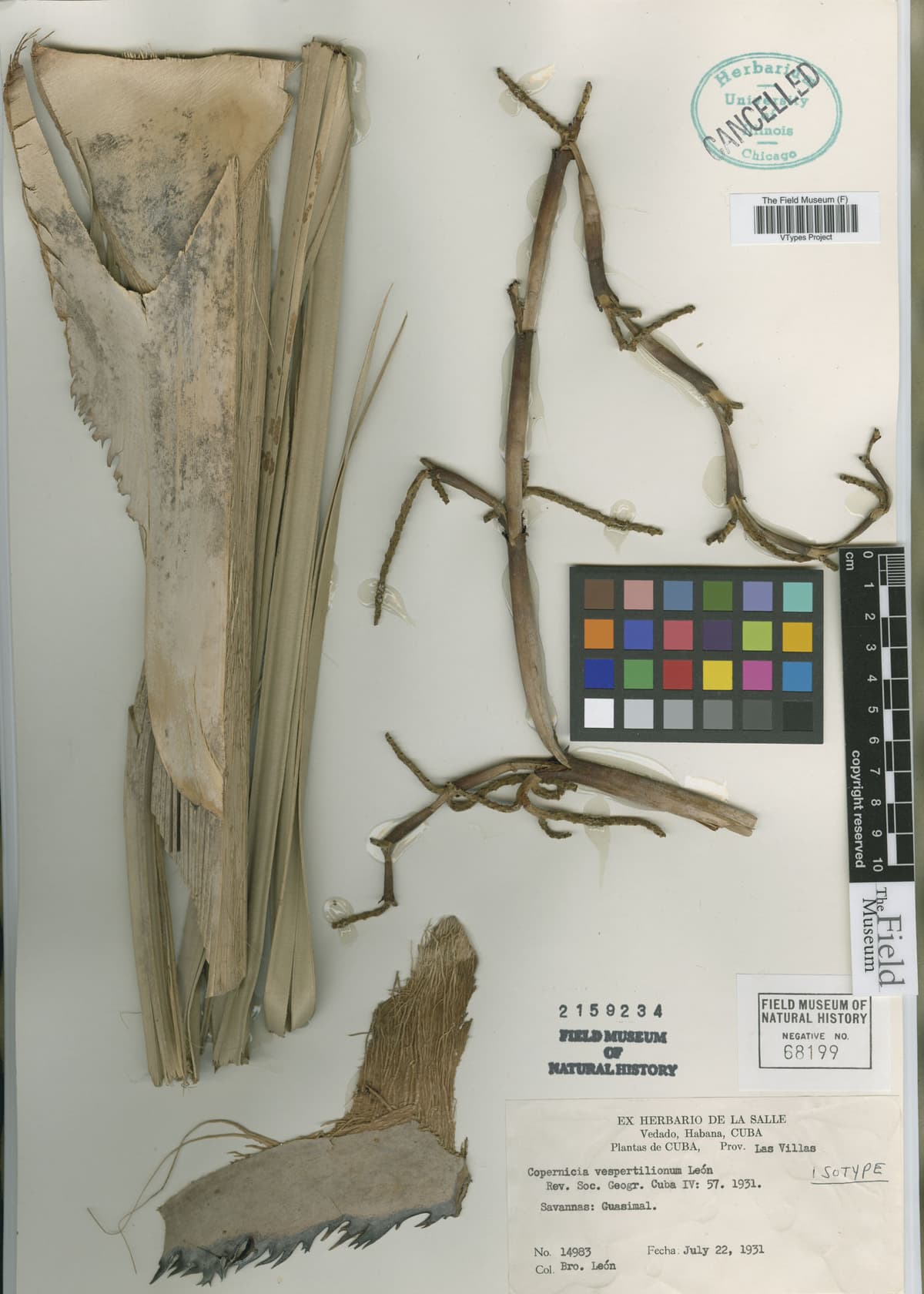 Botanical specimen of Copernicia Vespertilionum.