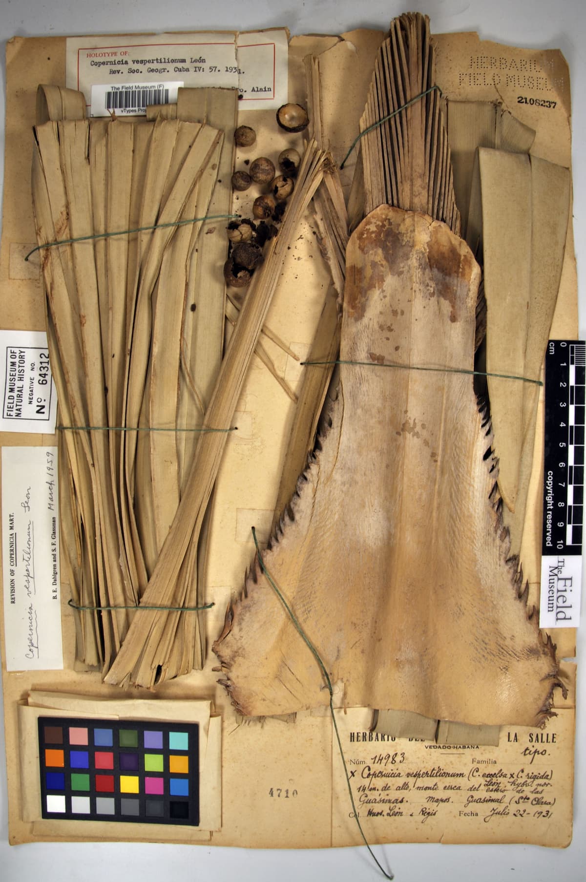Botanical specimen of Copernicia Vespertilionum.