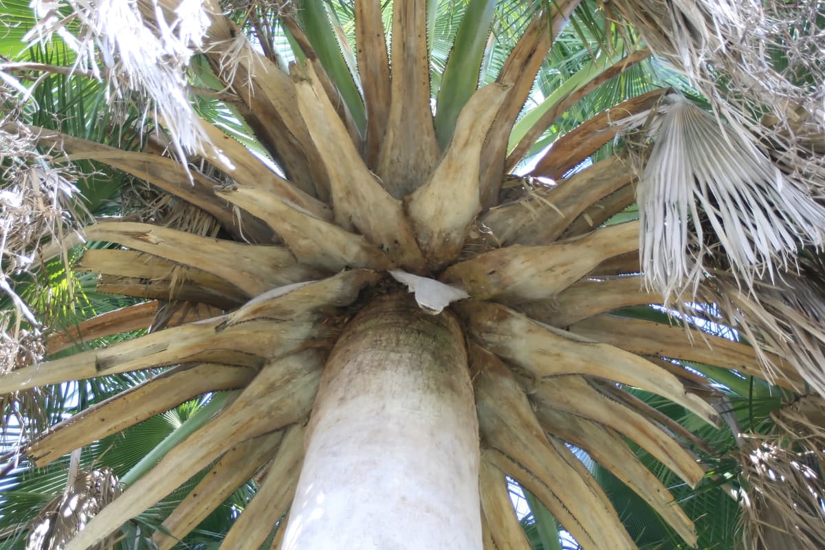 Botanical specimen of Copernicia Yarey.