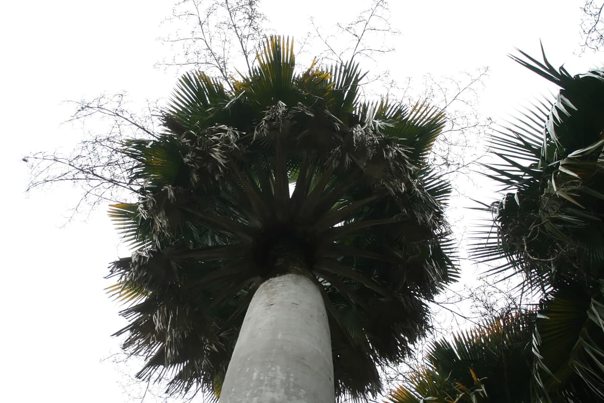 Botanical specimen of Copernicia Yarey.