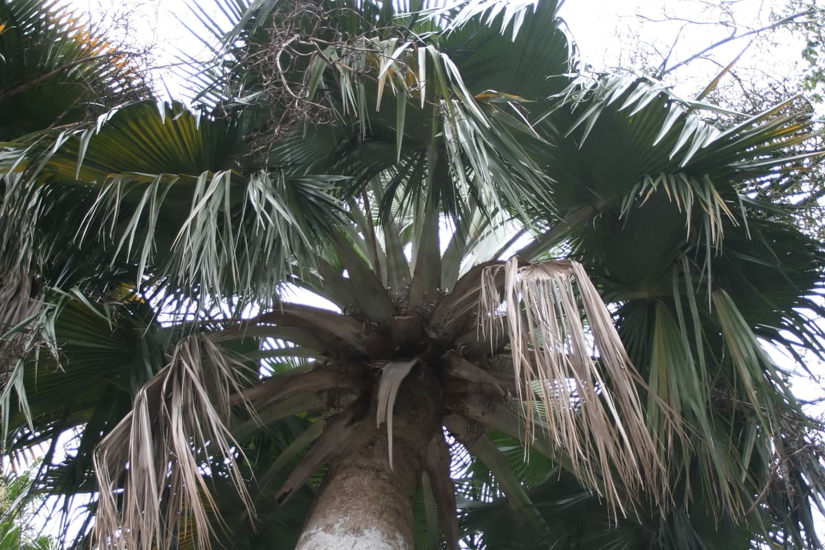 Botanical specimen of Copernicia Yarey.
