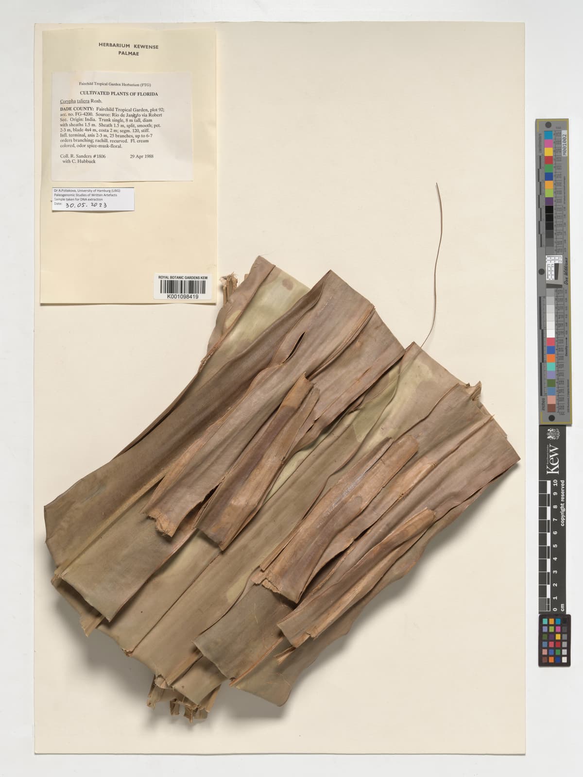 Botanical specimen of Corypha Taliera.