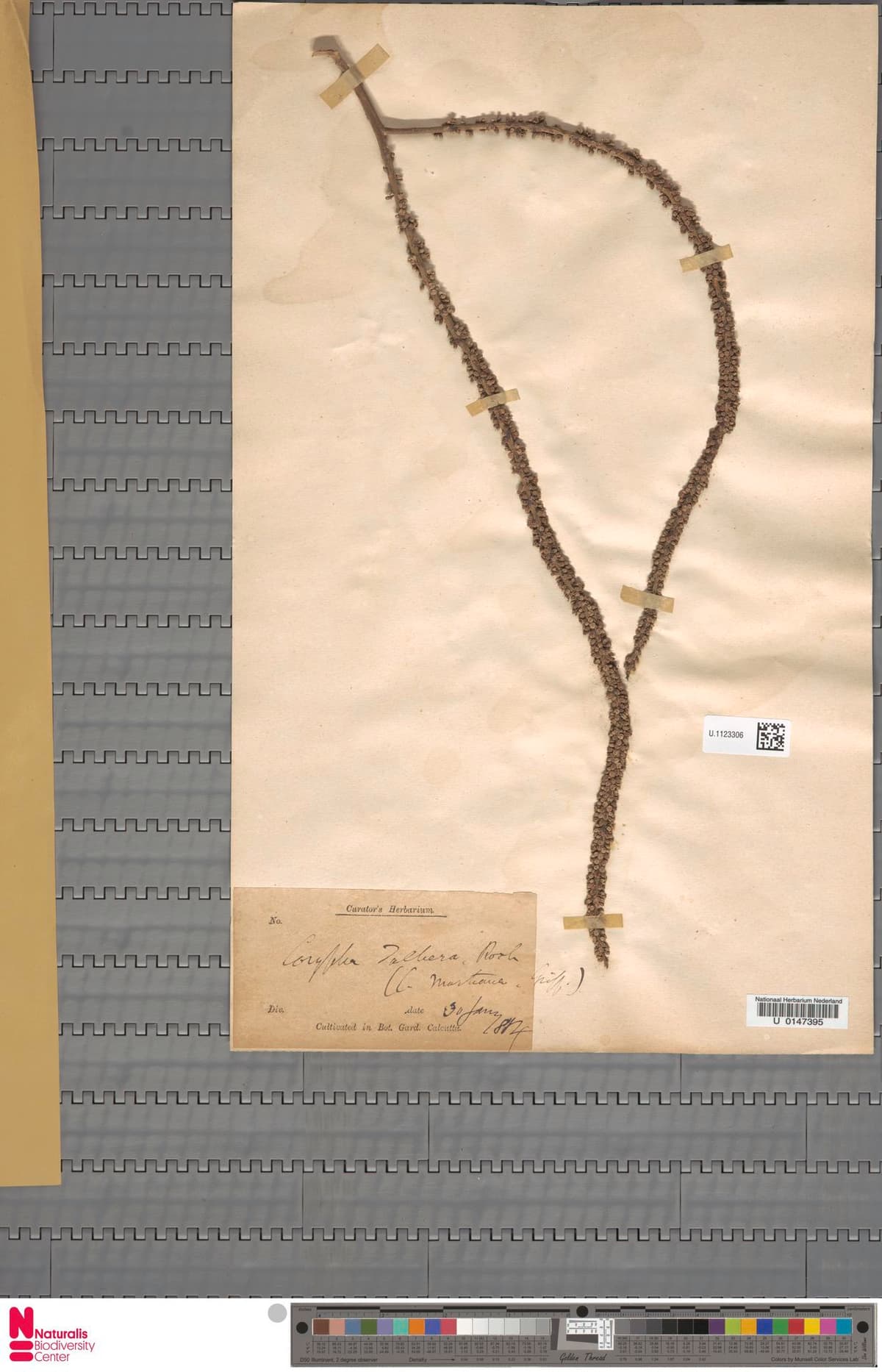 Botanical specimen of Corypha Taliera.