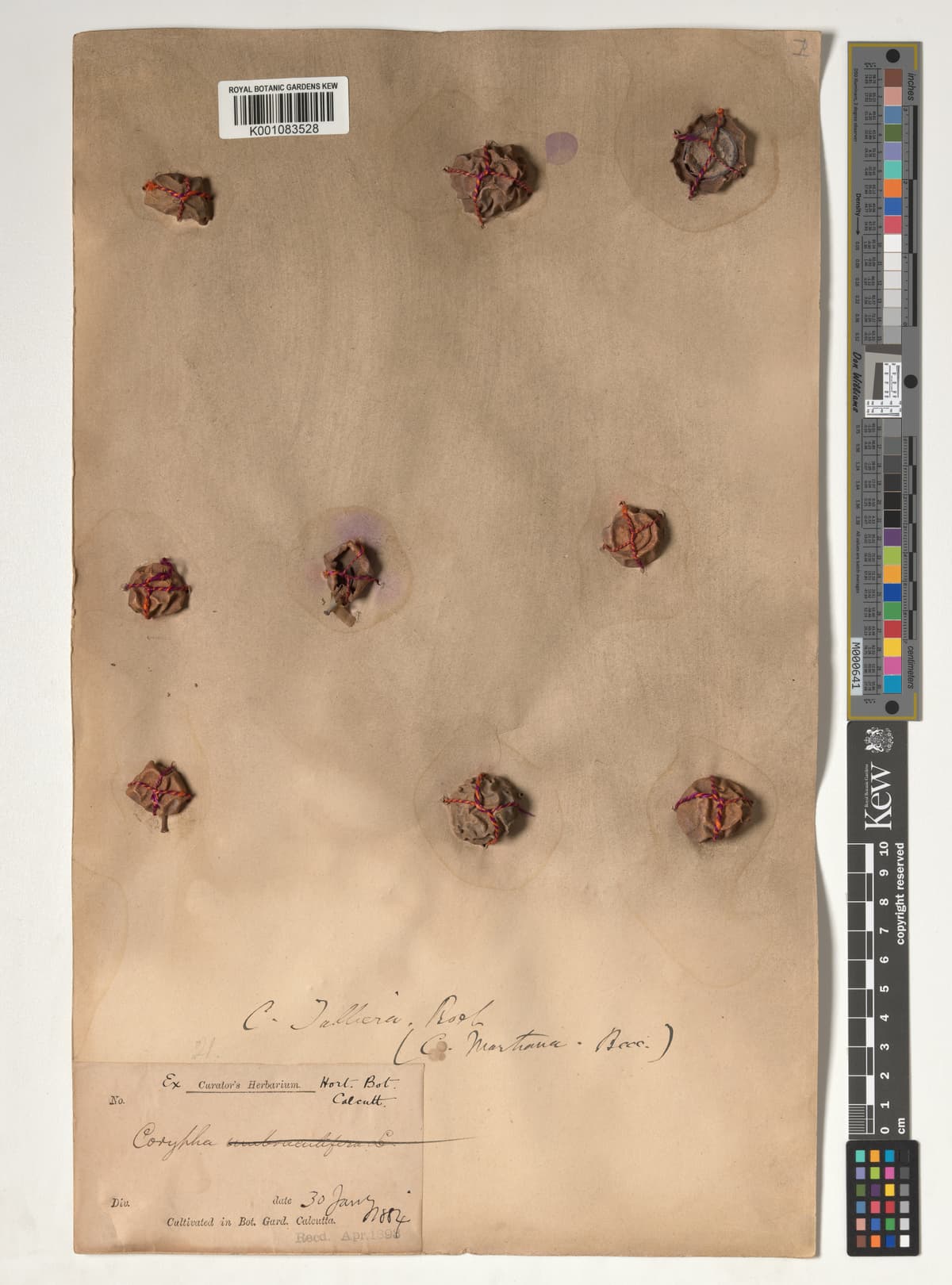 Botanical specimen of Corypha Taliera.