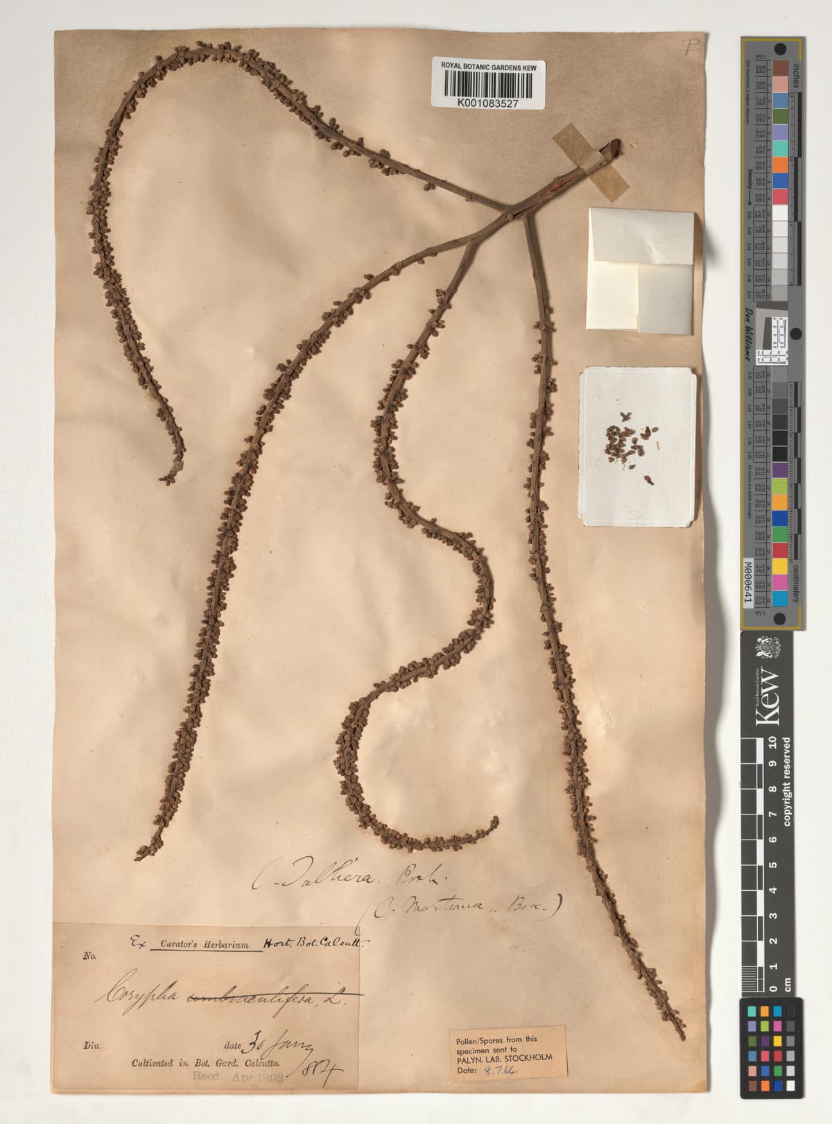 Botanical specimen of Corypha Taliera.