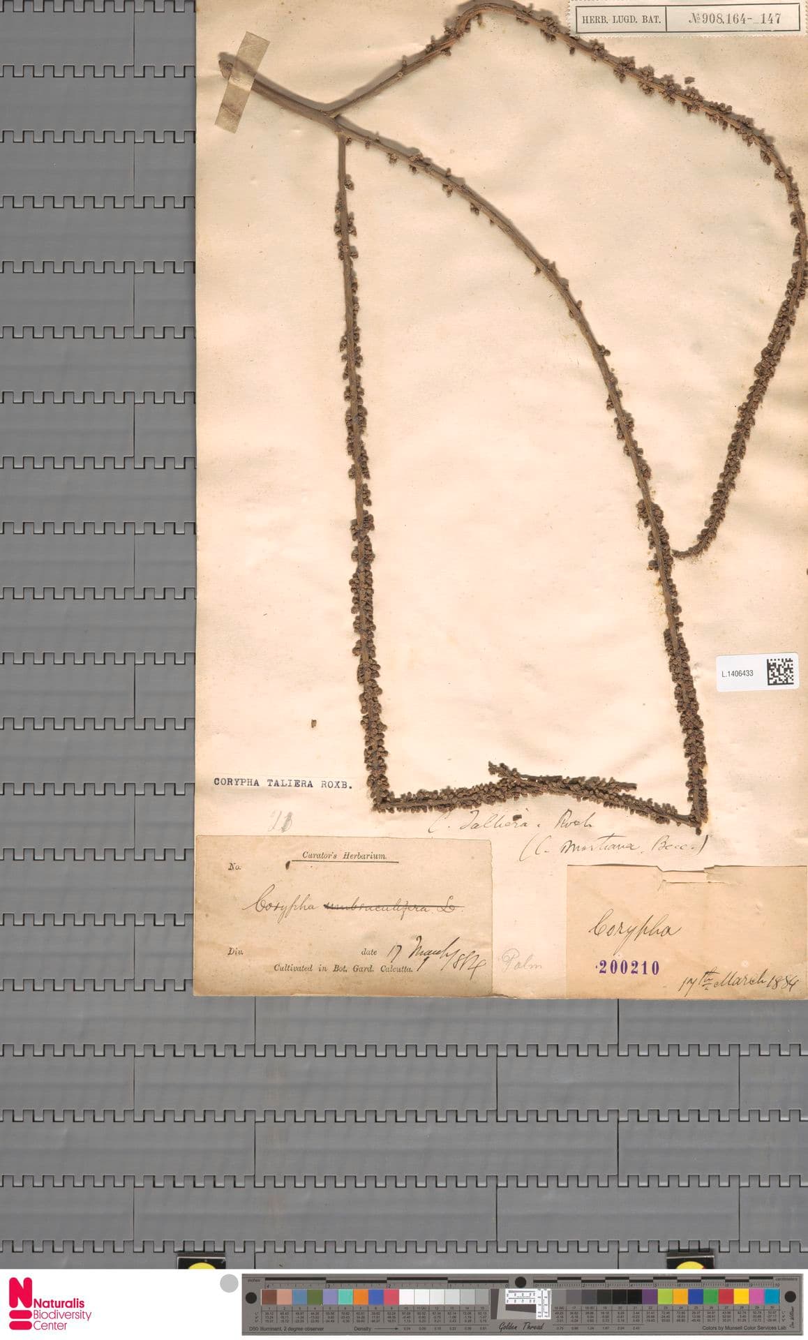 Botanical specimen of Corypha Taliera.