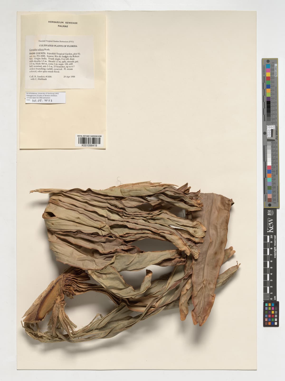 Botanical specimen of Corypha Taliera.