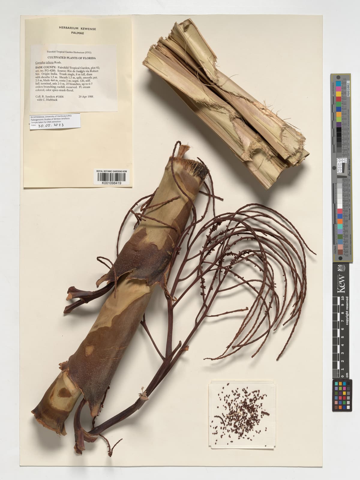 Botanical specimen of Corypha Taliera.