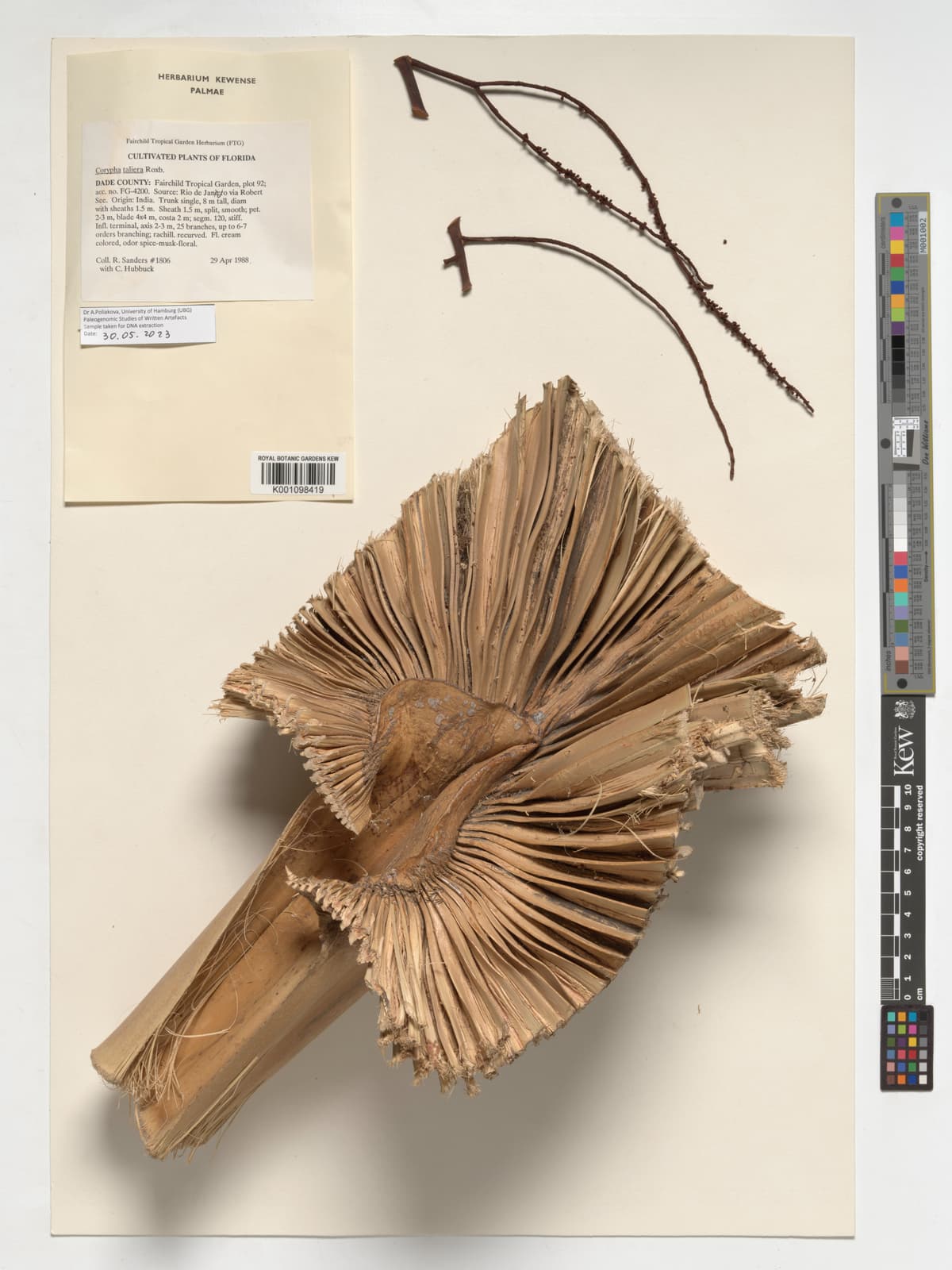 Botanical specimen of Corypha Taliera.
