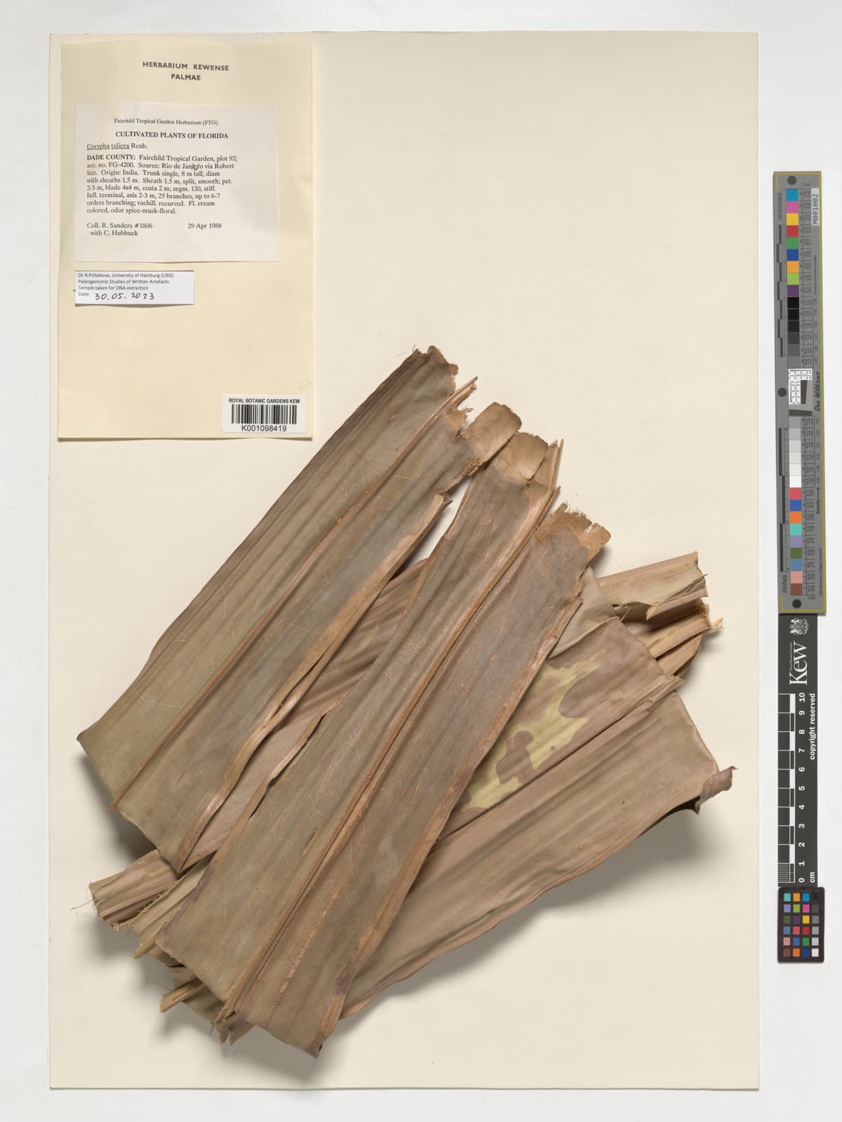 Botanical specimen of Corypha Taliera.