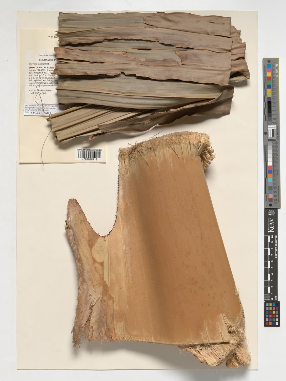 Botanical specimen of Corypha Taliera.