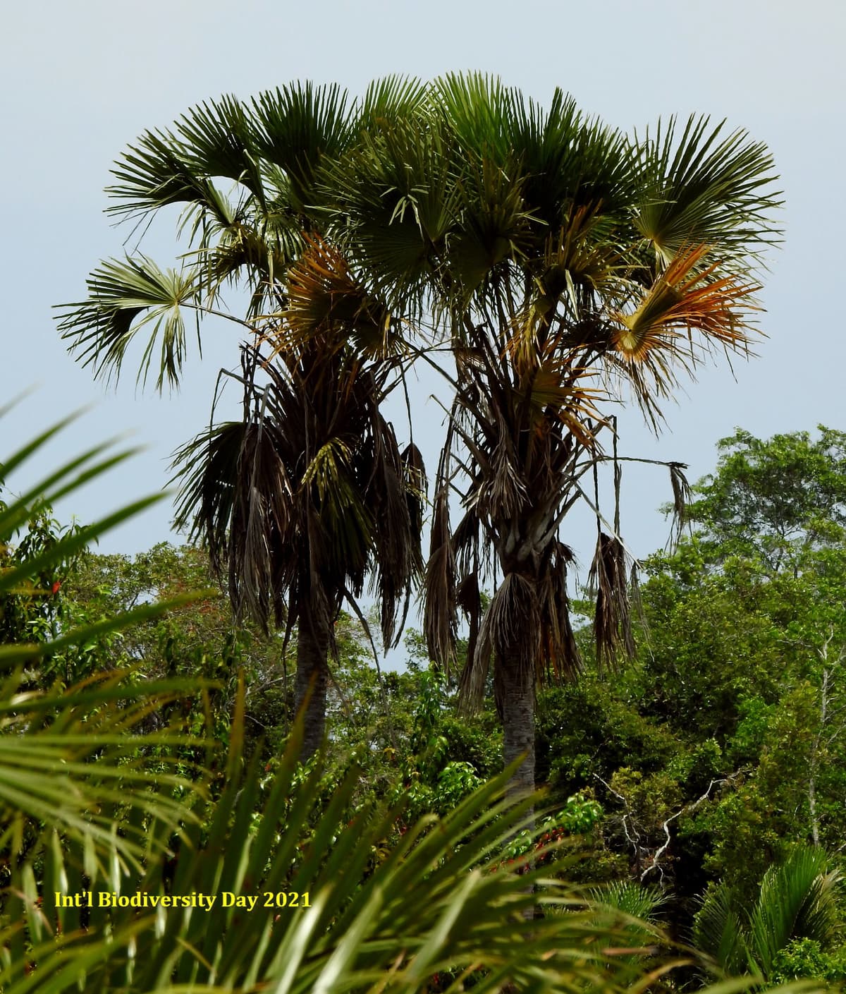 Botanical specimen of Corypha Utan.
